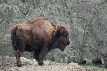 Fototapeta premium buffalo against rock 