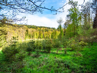 Wiederaufforstung mit Jungbäumen im Mischwald