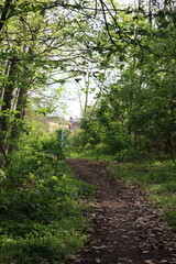 narrow path through the forest in sunny weather