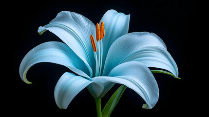 Time Lapse of a Pale Blue Stargazer Lily Against a Black Background