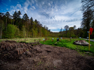 Junge Baumtriebe zur Wiederaufforstung im Mischwald