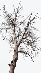 Old dry tree branch isolated on white