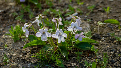 Viola mandshurica, variegated, delicate white-blue flowers, early spring, herbaceous plant, blooming, forest, park, close-up, macro