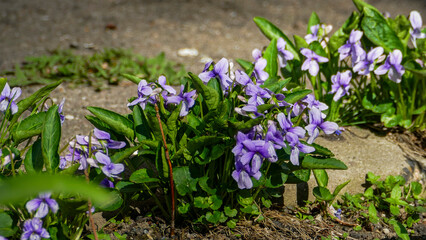 Viola mandshurica, variegated, delicate white-blue flowers, early spring, herbaceous plant, blooming, forest, park, close-up, macro