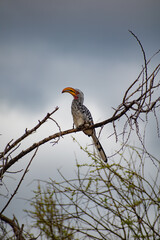 Southern Yellow-billed Hornbill on a acacia tortilis 