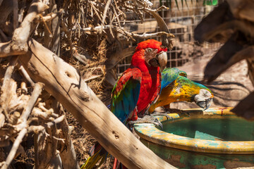 Beautiful large colorful macaw parrot in a large garden