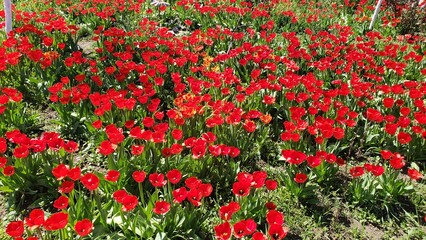 Fototapeta premium Field of Bright Red Tulips in Full Bloom on a Sunny Spring Day
