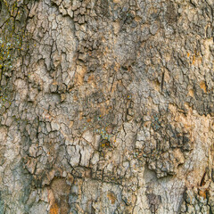bark of a tree