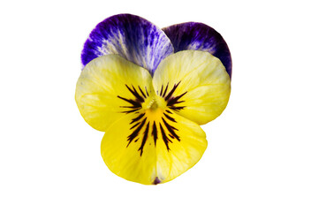 Viola tricolor flower isolated on white background