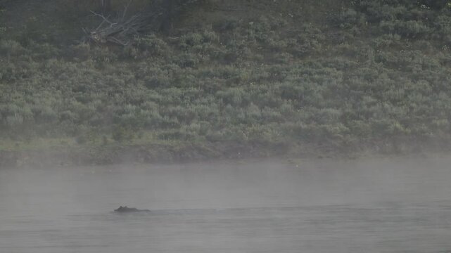 Grizzly  Crosses Foggy Yellowstone River in Hayden Valley