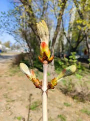 Close-up of Horse Chestnut  tree buds beginning to bloom. Early spring tree buds opening on a sunny...