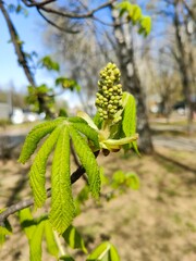 Young chestnut leaves and flower bud in spring. Close-up of a chestnut tree branch with freshly opened green leaves and a developing flower bud, capturing early spring growth