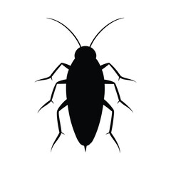 black beetle isolated on white background