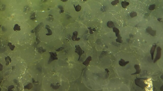 birth of little gerbils alpine frog or mountain frog (Rana temporaria)