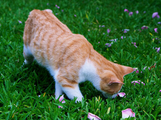 Orange And White Stripped Cat Sniffing Rose Petals In Grass-P1010119