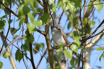 Lesser whitethroat (Curruca curruca)