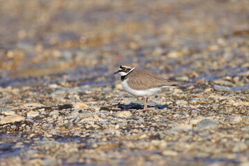 little ringed plover (Charadrius dubius)