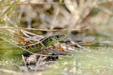 Sand lizard (Lacerta agilis)
