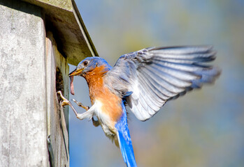 A male eastern bluebird, Sialia sialis, approaches the nest box with a worm for the nestlings