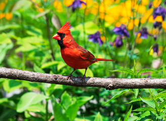 Bright red male northern cardinal bird, Cardinalis cardinalis, perched with yellow and purple flowers in the green background