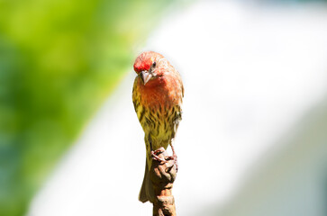 House finch bird, Haemorhous mexicanus, perched and facing forward, showing red breast with brown streaking