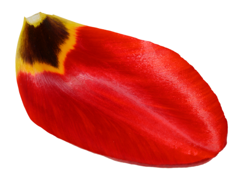 Single red tulip petal with yellow markings, close up