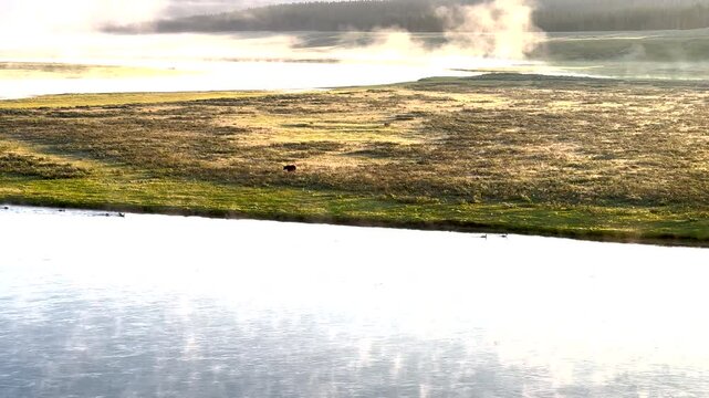 Grizzly Walks Along Shore of Yellowstone River in Hayden Valley on Summer Morning