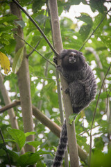 Marmoset up in a tree, Sugarloaf Mountain, Urca, Rio de Janeiro - Brazil