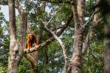 Bornean orangutan relaxing high in the lush canopy of the rainforest