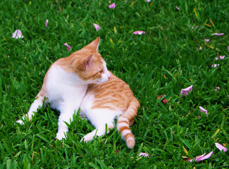 Young Cat In Yard With Scattered Rose Petals-P1010116