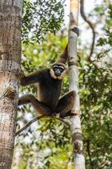 Northern white-cheeked gibbon sitting on tree branch in lush forest