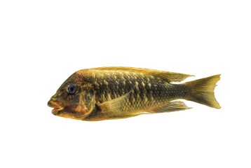 Petrochromis trewavasae cichlid fish isolated on transparent background, side view