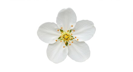 Fototapeta premium A single white flower with five petals and yellow and orange center on a white background view from above