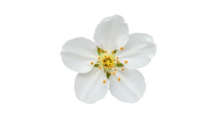 Obraz premium A single white flower with five petals and yellow stamen isolated on a white background close up view