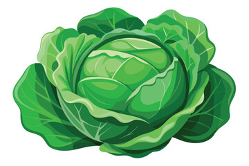 cabbage isolated vector on white 