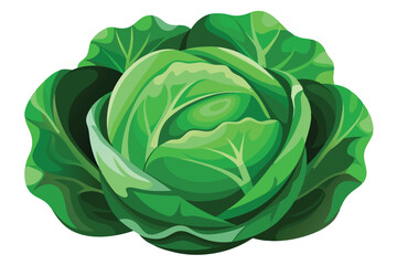 cabbage isolated vector on white 