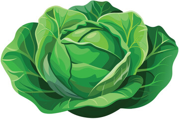 cabbage isolated vector on white 