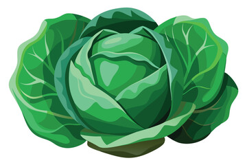 cabbage isolated vector on white 