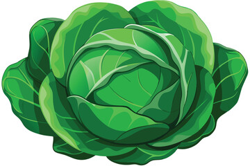 cabbage isolated vector on white 