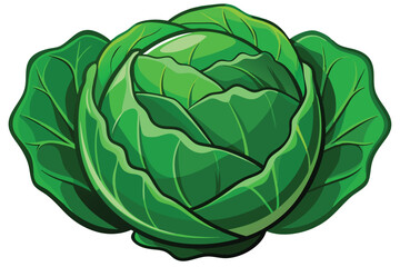 cabbage isolated vector on white 