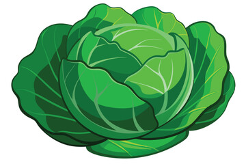 cabbage isolated vector on white 