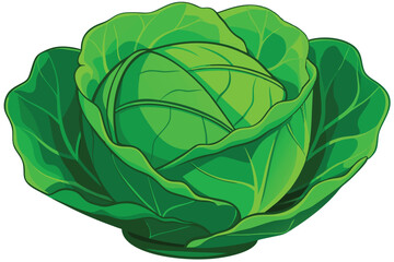 cabbage isolated vector on white 