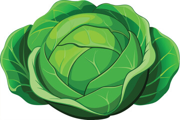 cabbage isolated vector on white 
