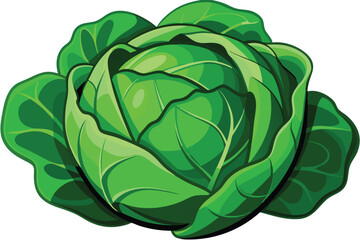 cabbage isolated vector on white 
