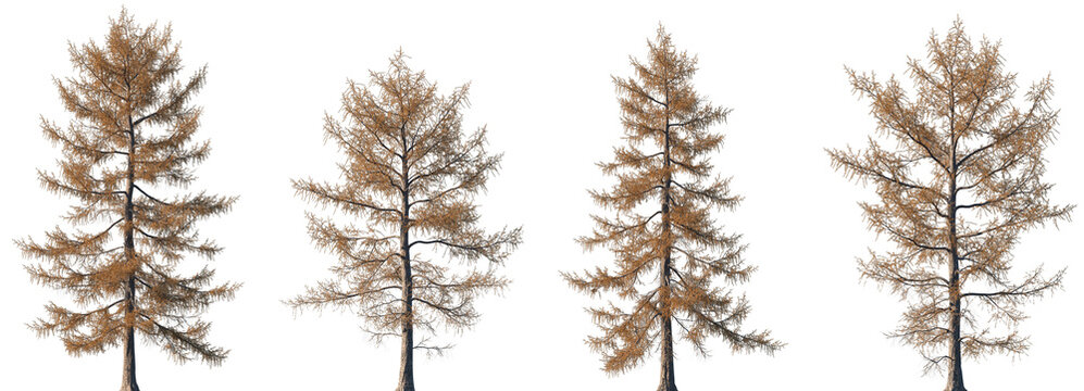 Set of 4 autumn Larix laricina (commonly known as the tamarack, hackmatack, eastern larch, black larch, American larch) trees isolated png on a transparent background perfectly cutout	