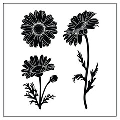 Elegant Daisy Flower Silhouette Vector on White Background

