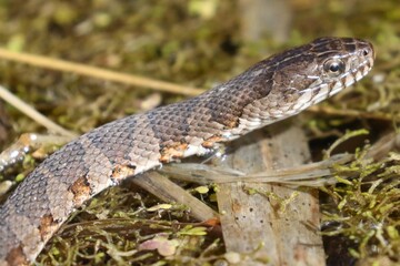 Common Water Snake in Marsh in spring