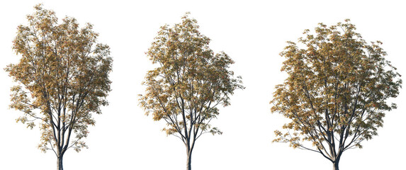 Set of autumn Sorbus commixta (the Japanese rowan) trees isolated png on a transparent background perfectly cutout	