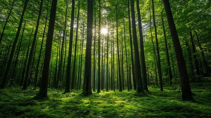 Obraz premium A peaceful forest scene with towering trees and sunlight filtering through vibrant green leaves.