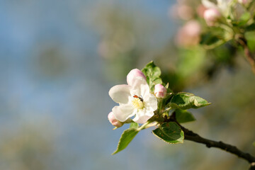 Macro close up of delicate apple blossom Malus with white petals and pink buds blooming on branch in spring. Beautiful botanical detail of fruit tree flower